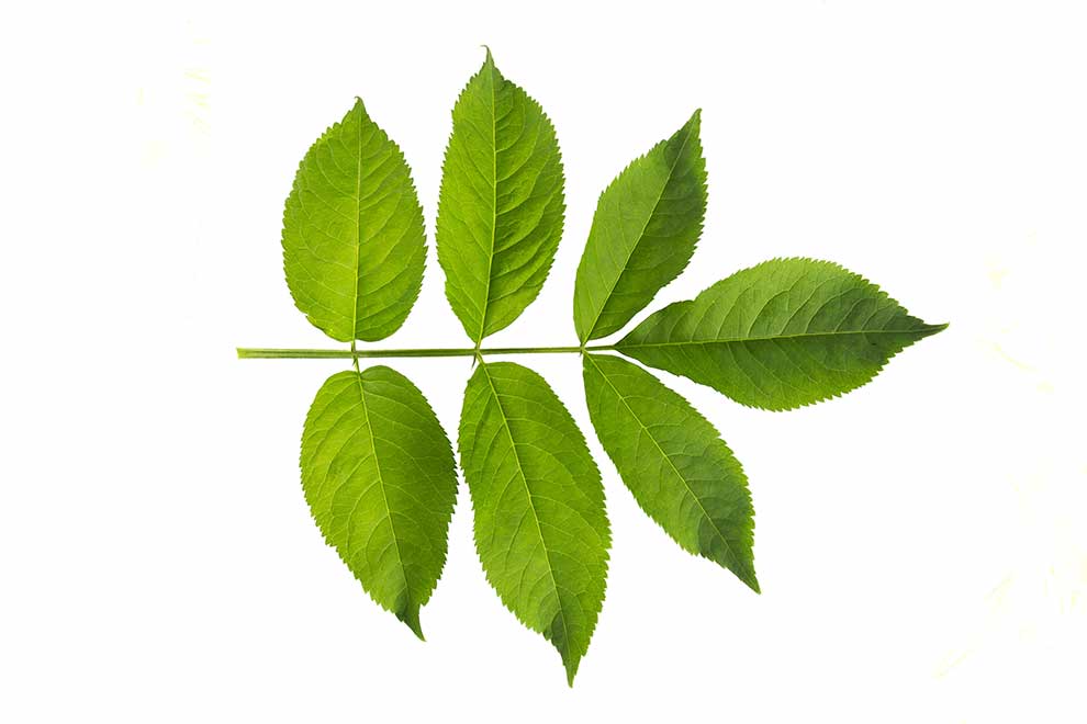 bez czarny (Sambucus nigra)