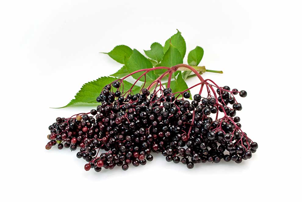 bez czarny (Sambucus nigra)