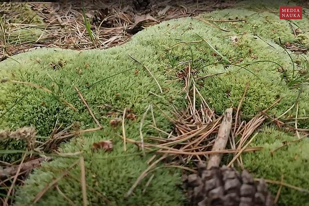 bielistka siwa, modrzaczek siny (Leucobryum glaucum)