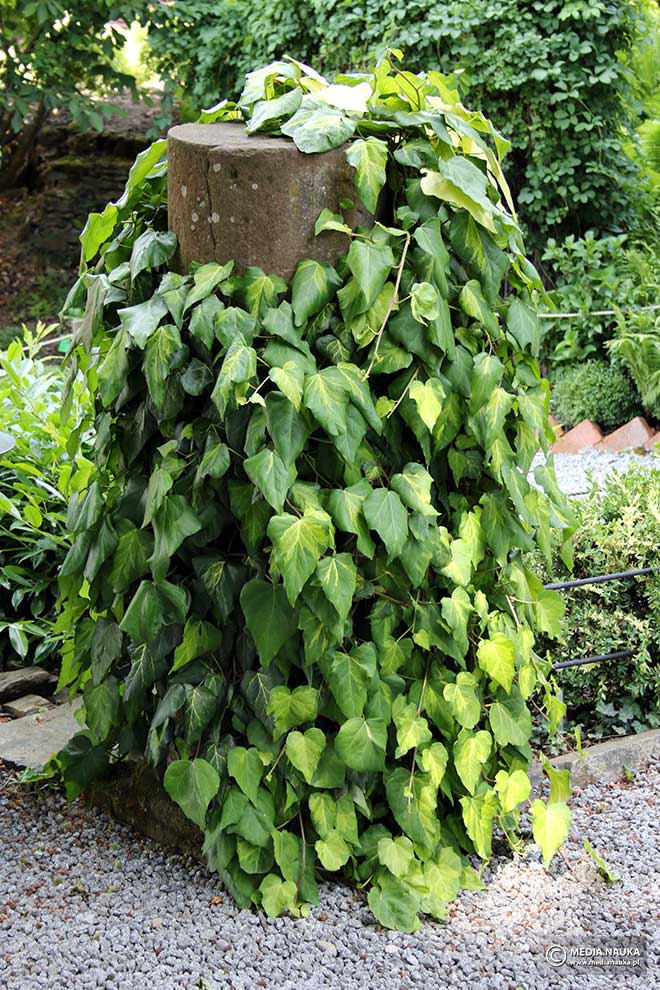 bluszcz kolchidzki (Hedera colchica)