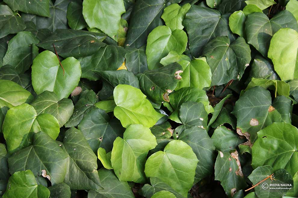 bluszcz kolchidzki (Hedera colchica)