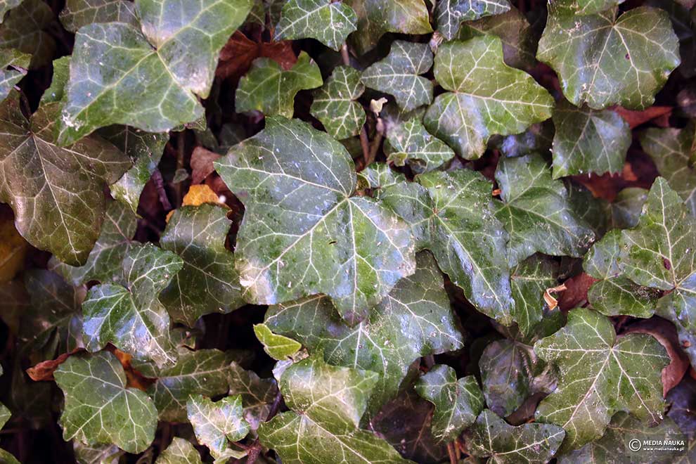 bluszcz pospolity (Hedera helix)