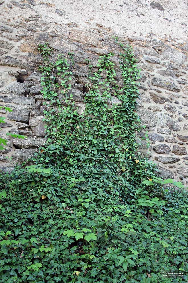 bluszcz pospolity (Hedera helix)