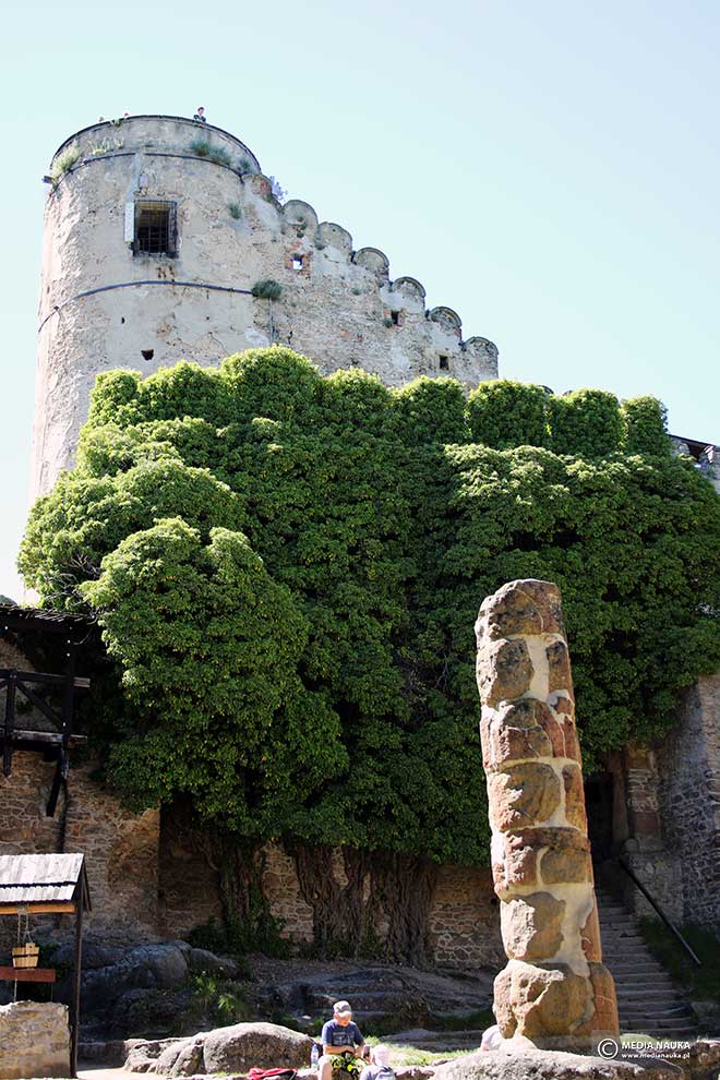 bluszcz pospolity (Hedera helix)