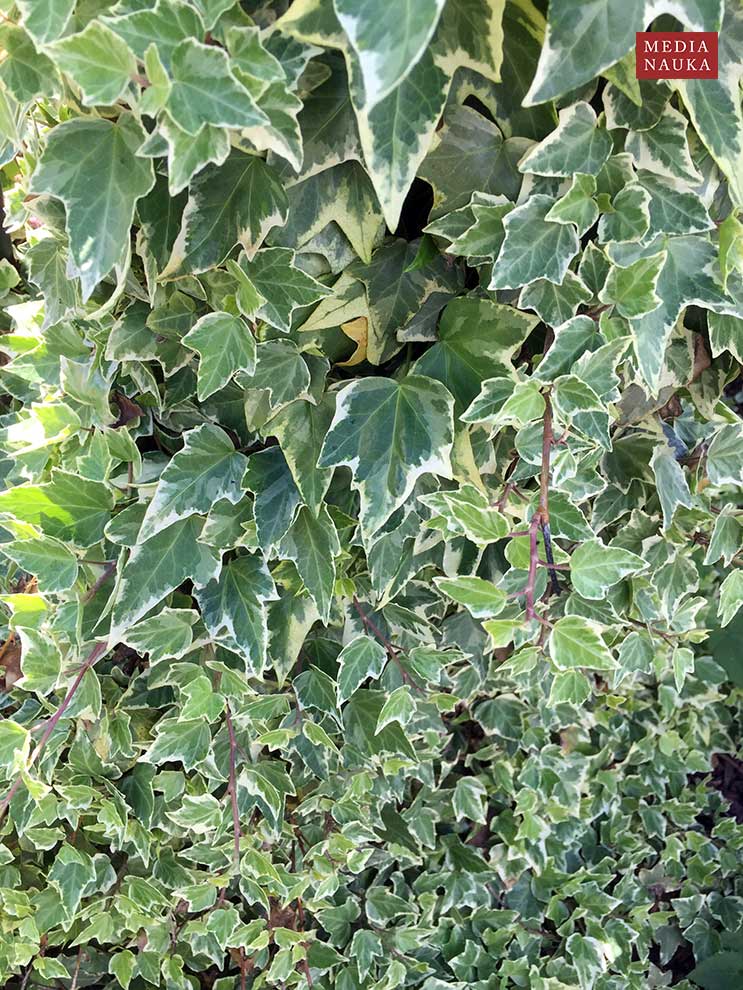 bluszcz pospolity (Hedera helix)