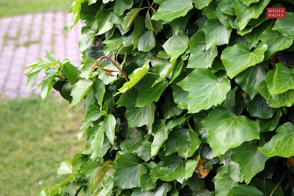 bluszcz pospolity (Hedera helix)