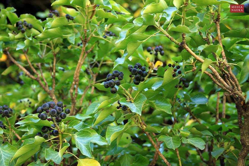 bluszcz pospolity (Hedera helix)