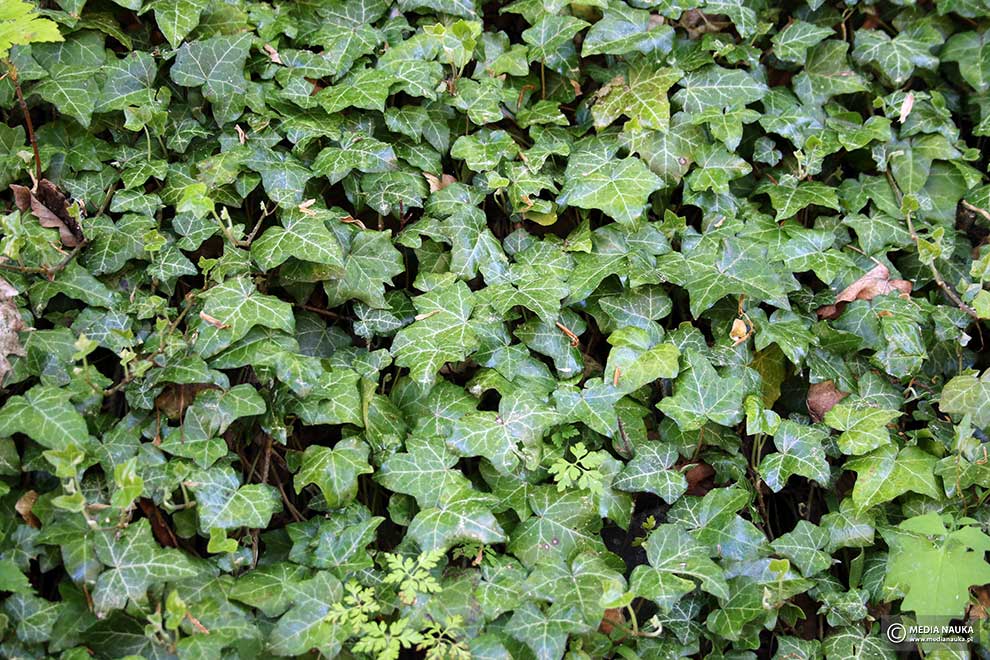 bluszcz pospolity (Hedera helix)
