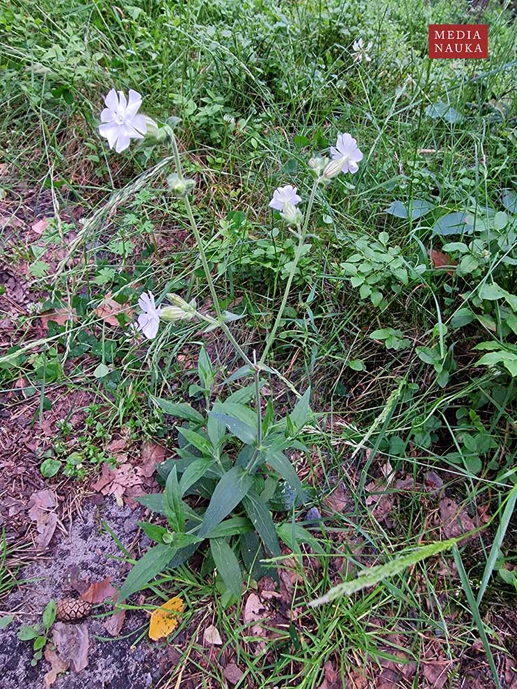 lepnica biała, bniec biały (Silene latifolia)
