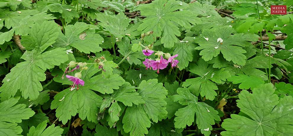bodziszek korzeniasty (Geranium macrorrhizum)