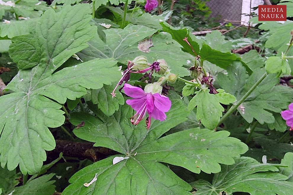 bodziszek korzeniasty (Geranium macrorrhizum)