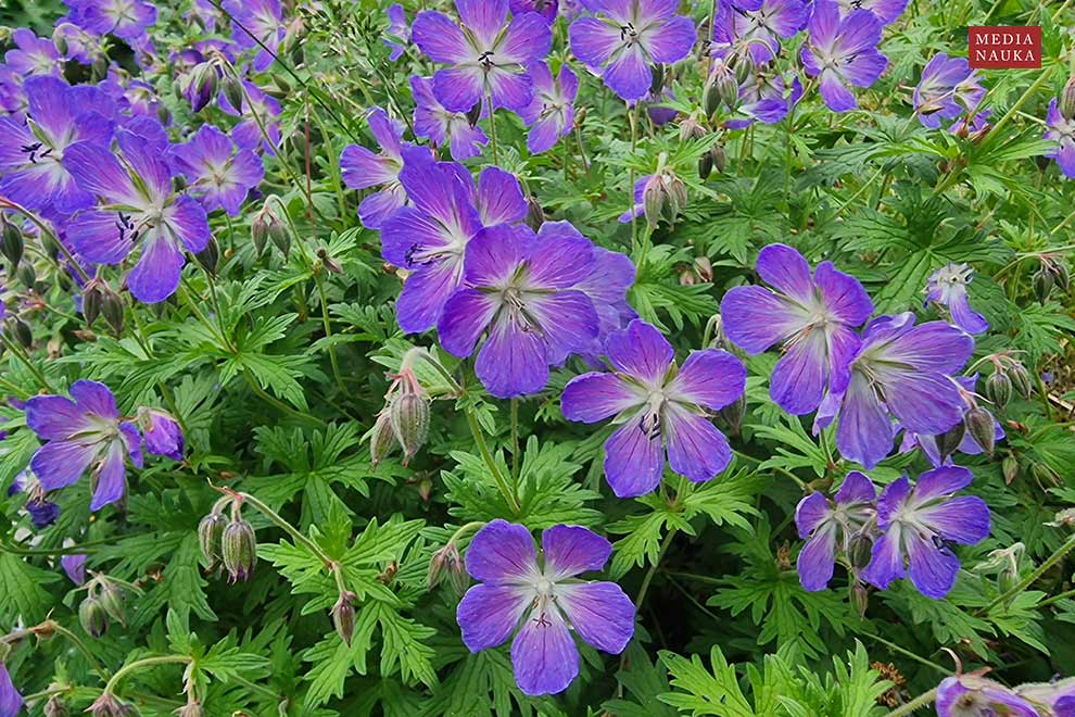 bodziszek łąkowy (Geranium pratense)