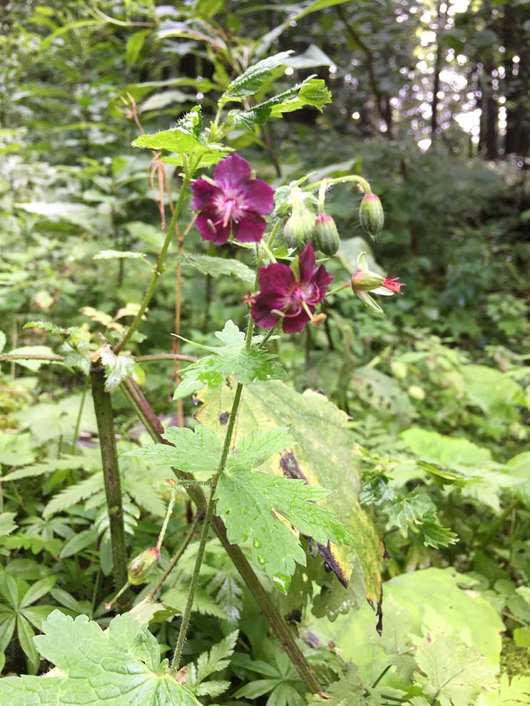 bodziszek żałobny (Geranium phaeum)