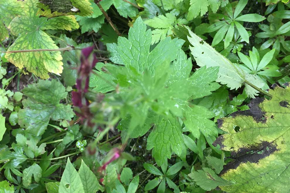 bodziszek żałobny (Geranium phaeum)