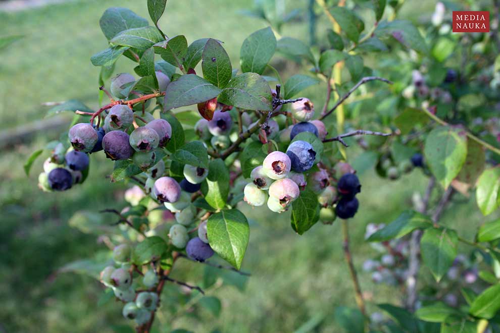 borówka wysoka, borówka amerykańska (Vaccinium corymbosum)