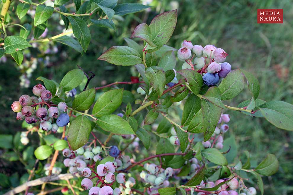 borówka wysoka, borówka amerykańska (Vaccinium corymbosum)