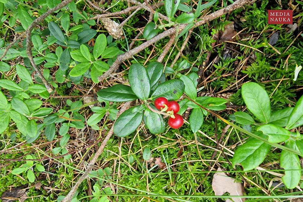 borówka brusznica (Vaccinium vitis-idaea)