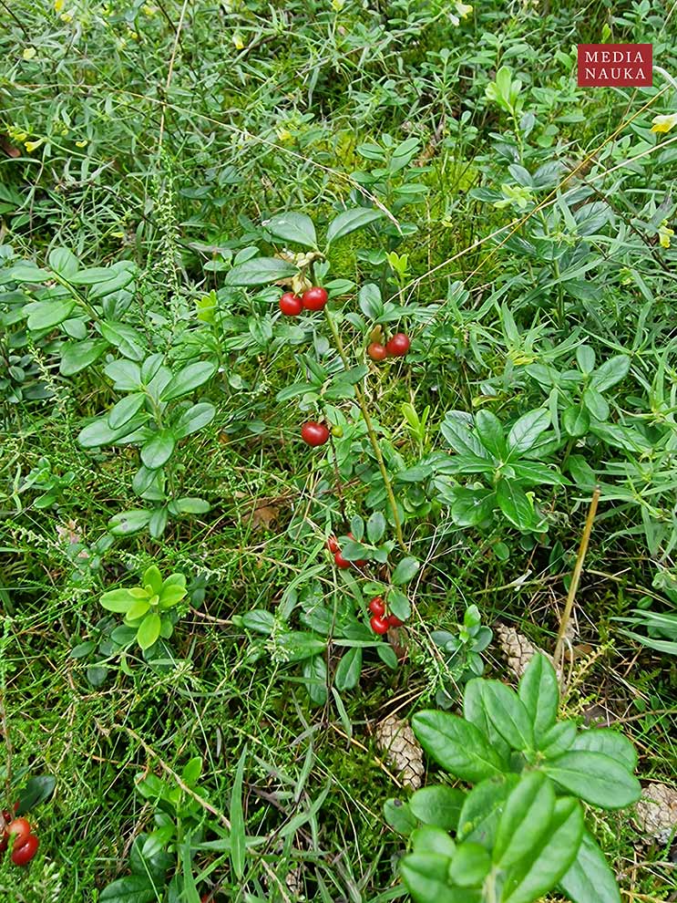 borówka brusznica (Vaccinium vitis-idaea)