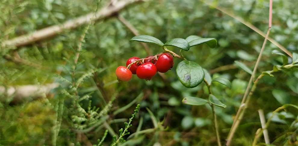 borówka brusznica (Vaccinium vitis-idaea)