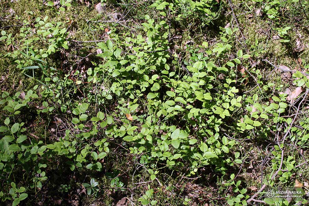 borówka czarna, czernica, czarna jagoda (Vaccinium myrtillus)