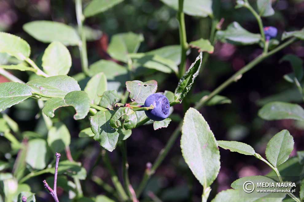 borówka czarna, czernica, czarna jagoda (Vaccinium myrtillus)