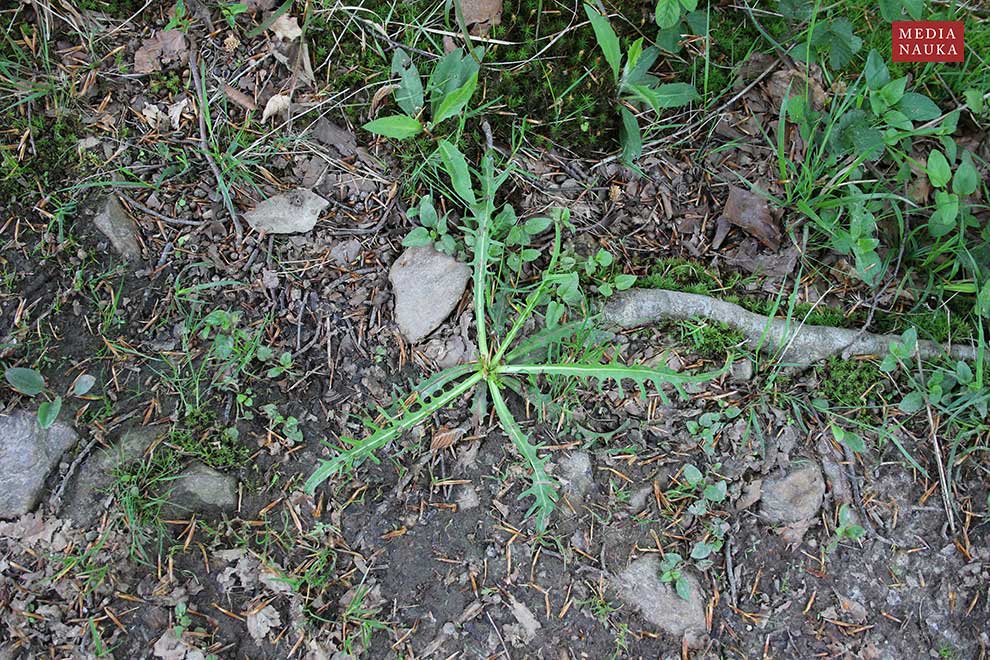 brodawnik jesienny (Leontodon autumnalis)