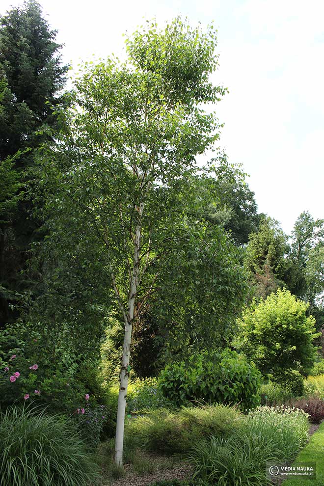 brzoza białochińska, brzoza chińska (Betula albosinensis)