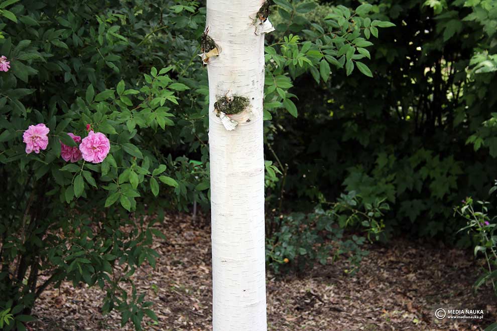 brzoza białochińska, brzoza chińska (Betula albosinensis)