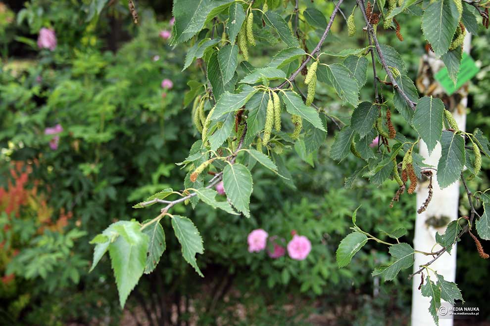 brzoza białochińska, brzoza chińska (Betula albosinensis)
