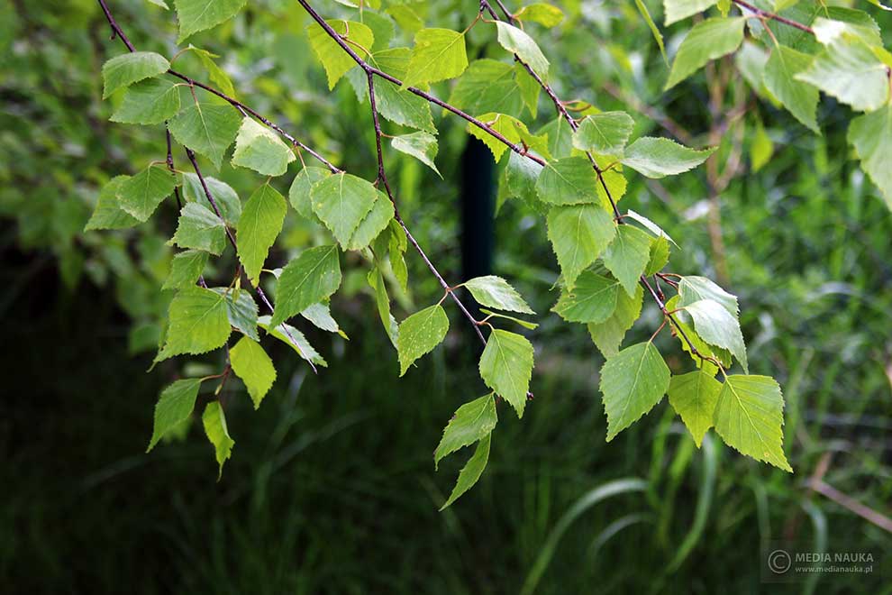 brzoza brodawkowata (Betula pendula)