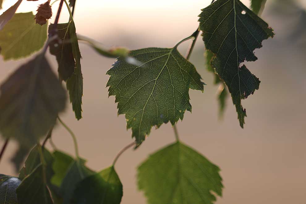 brzoza brodawkowata (Betula pendula)