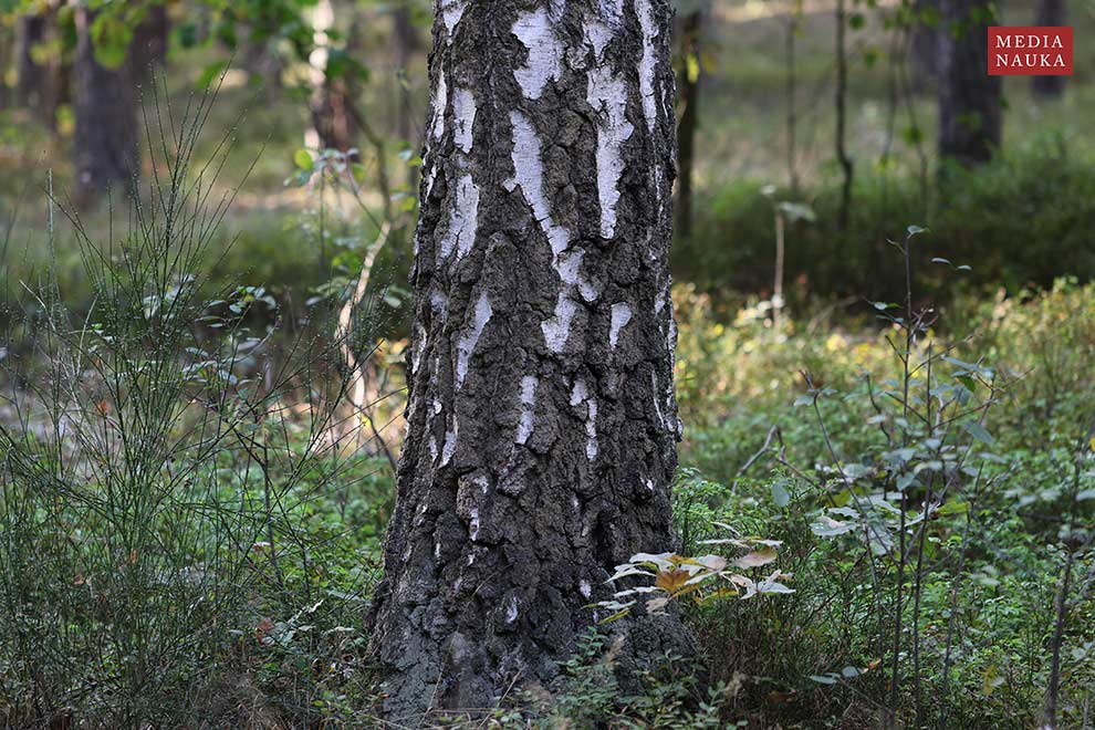 brzoza brodawkowata (Betula pendula)