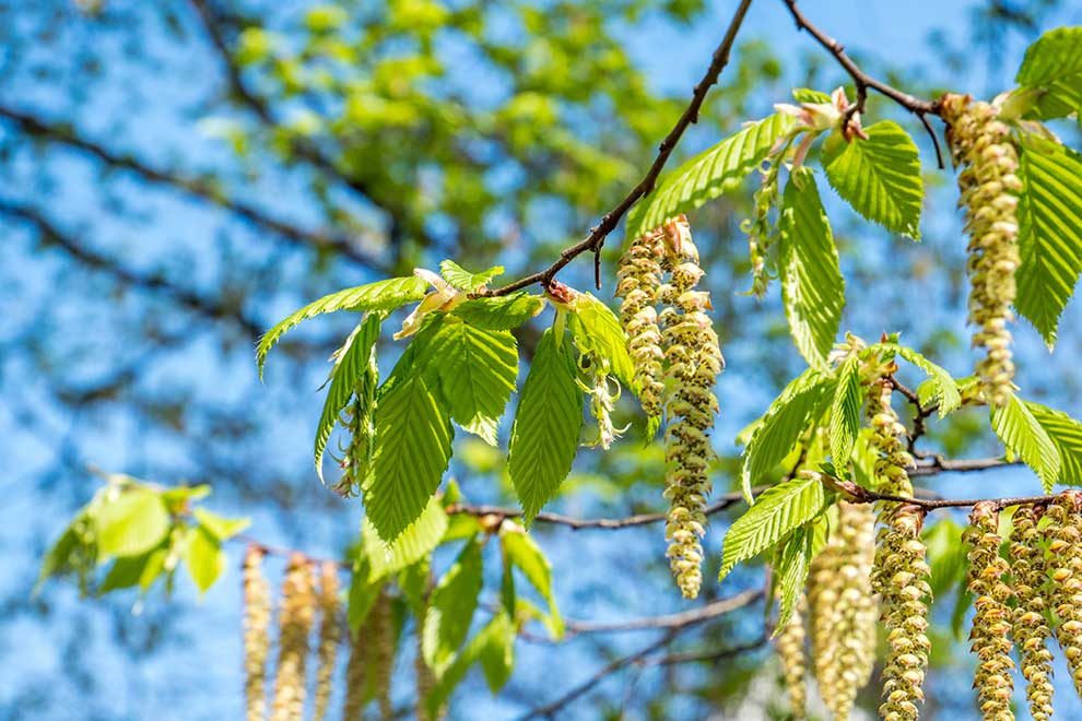brzoza brodawkowata (Betula pendula)