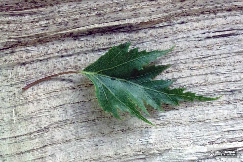 brzoza brodawkowata (Betula pendula)