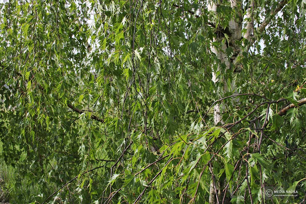 brzoza brodawkowata (Betula pendula)