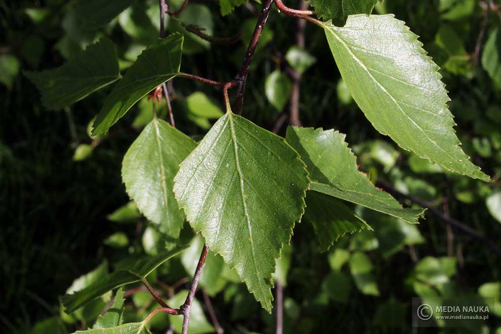 brzoza brodawkowata (Betula pendula)