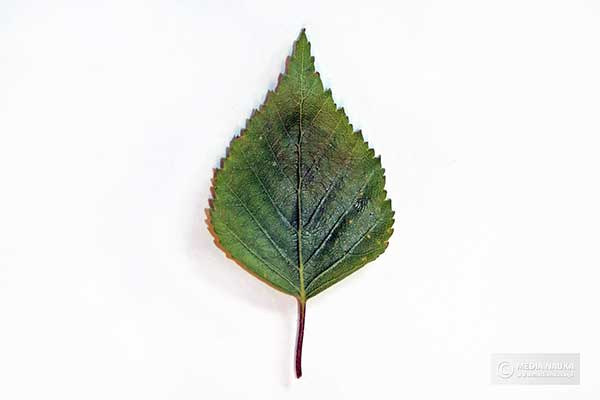 brzoza brodawkowata (Betula pendula)