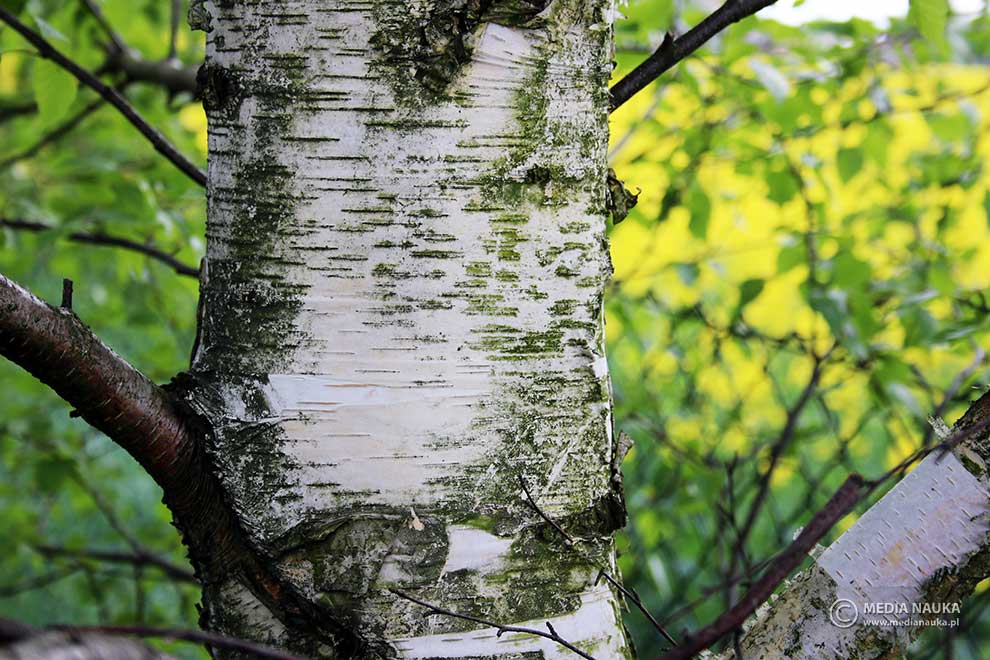 brzoza brodawkowata (Betula pendula)