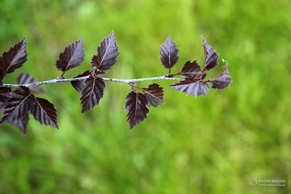 brzoza brodawkowata (Betula pendula)