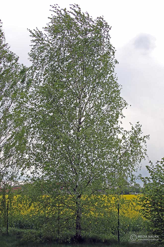 brzoza brodawkowata (Betula pendula)