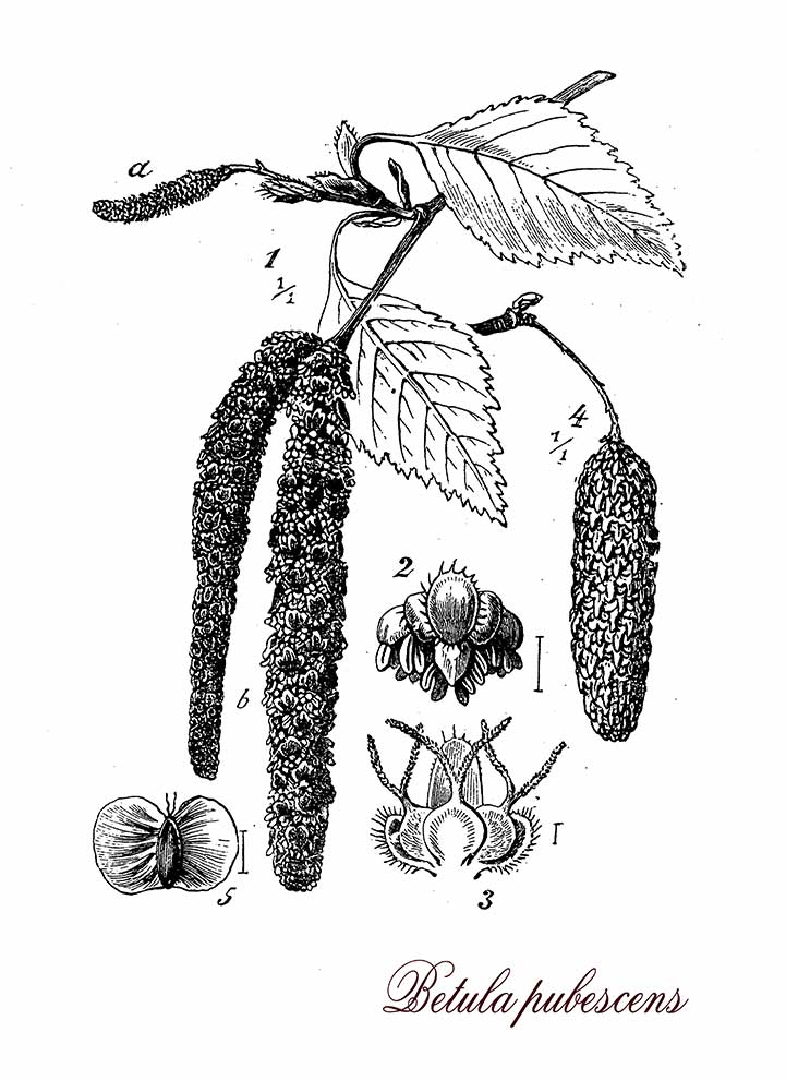 brzoza-omszona-betula-pubescens-opis-wygl-d-wymagania-uprawa-i