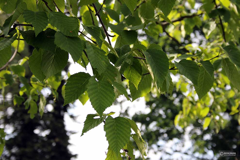 brzoza żółta (Betula alleghaniensis)