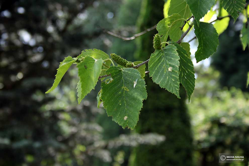brzoza żółta (Betula alleghaniensis)