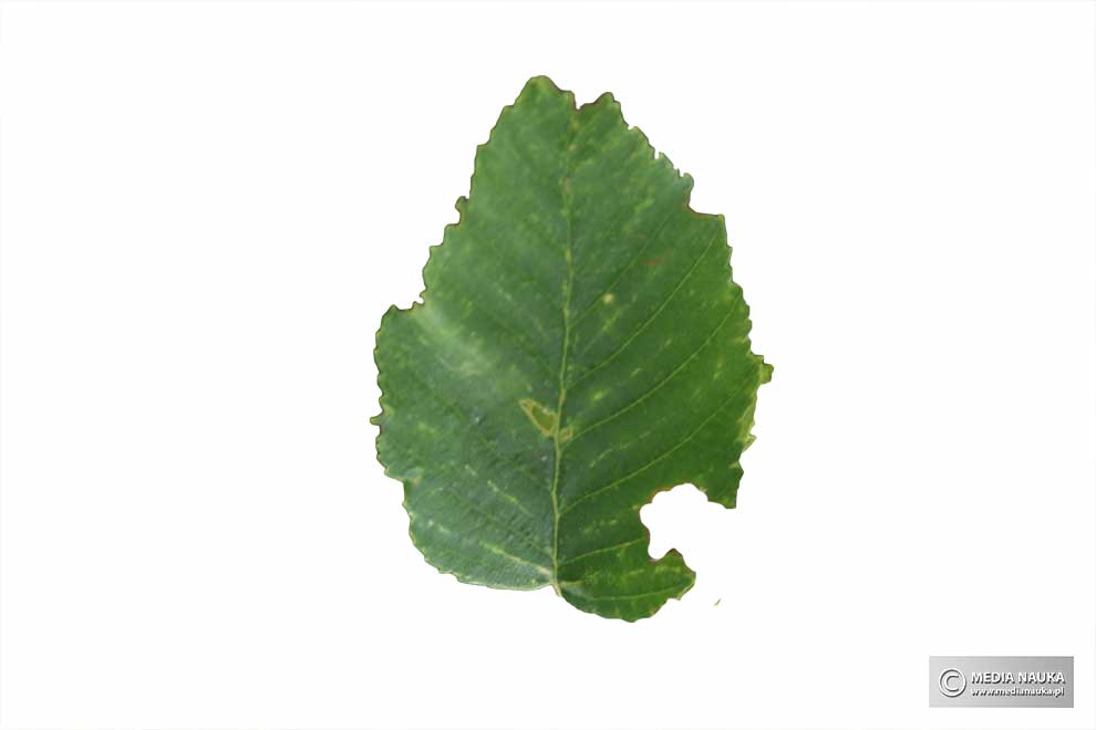brzoza żółta (Betula alleghaniensis)