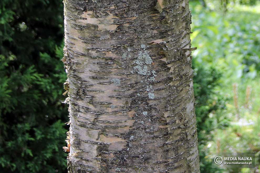 brzoza żółta (Betula alleghaniensis)