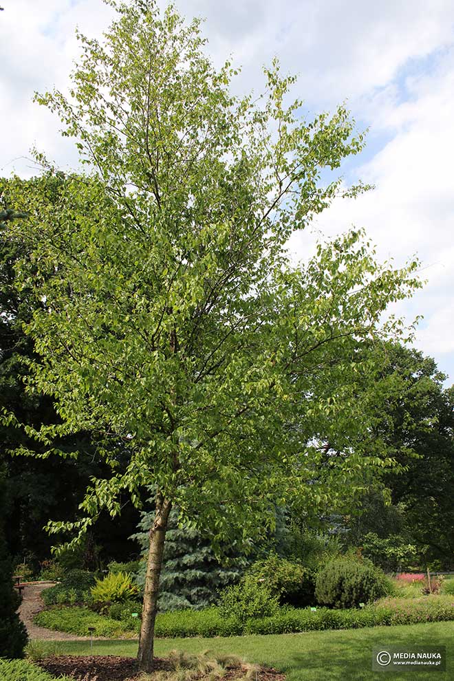 brzoza żółta (Betula alleghaniensis)