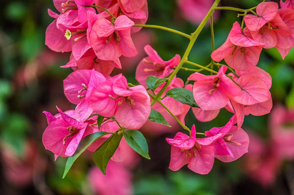 bugenwilla gładka (Bougainvillea glabra)