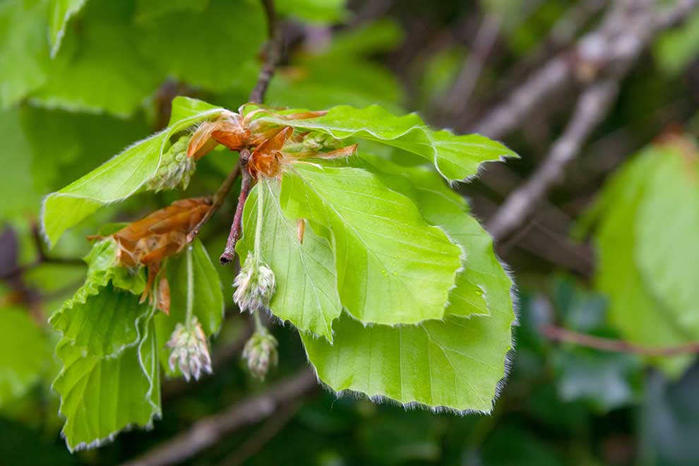 buk pospolity, buk zwyczajny (Fagus salvatica)