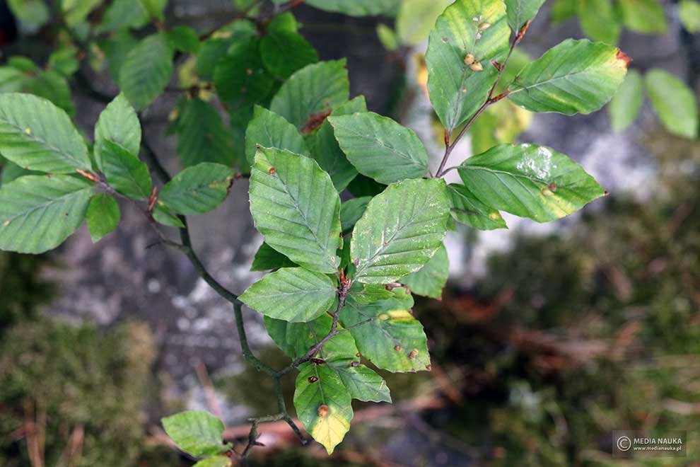 buk pospolity, buk zwyczajny (Fagus salvatica)