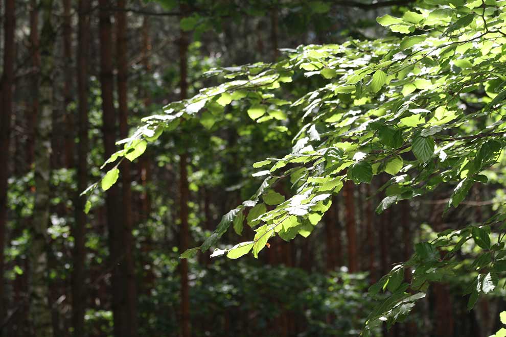 buk pospolity, buk zwyczajny (Fagus salvatica)